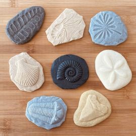 Exploration Stones - Fossils