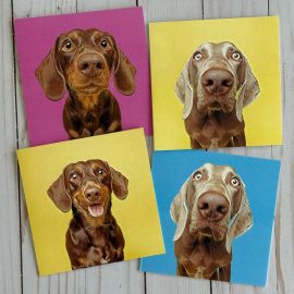 Dog Photography Card - Snout Bundle